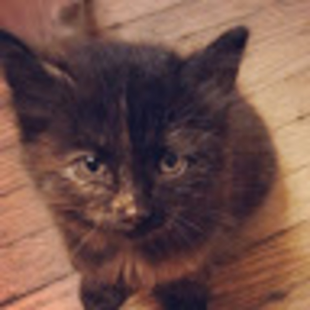 Meet your Posher, Quinn